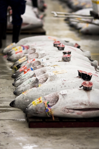Tuna on display ready for the auction