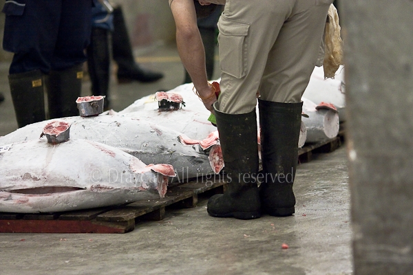 Buyers checking the tuna and deciding which they want to bid on