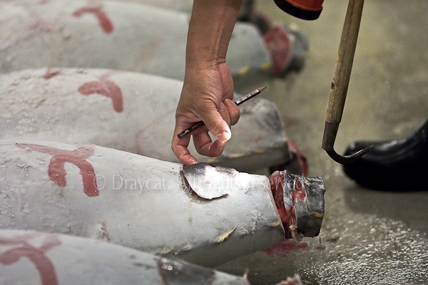 Buyers checking the tuna and deciding which they want to bid on