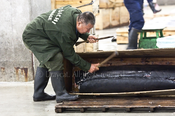 Tuna being packed up ready for shipping to the buyer